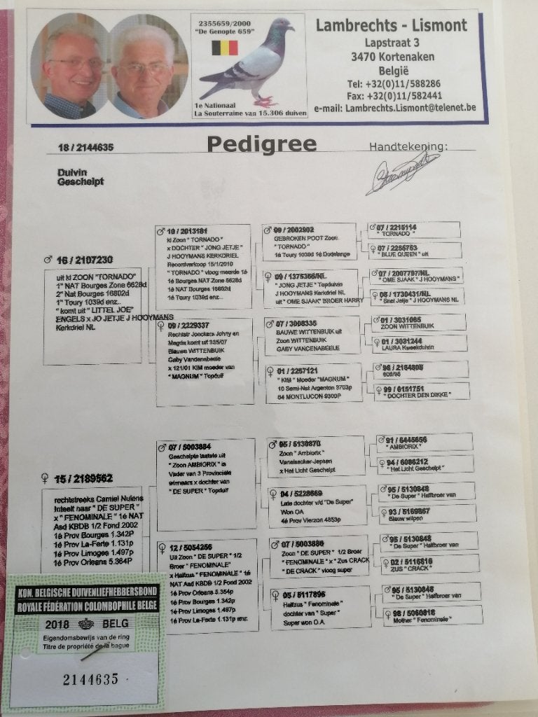 Kweek duivin, Dieren en Toebehoren, Vrouwelijk, Postduif