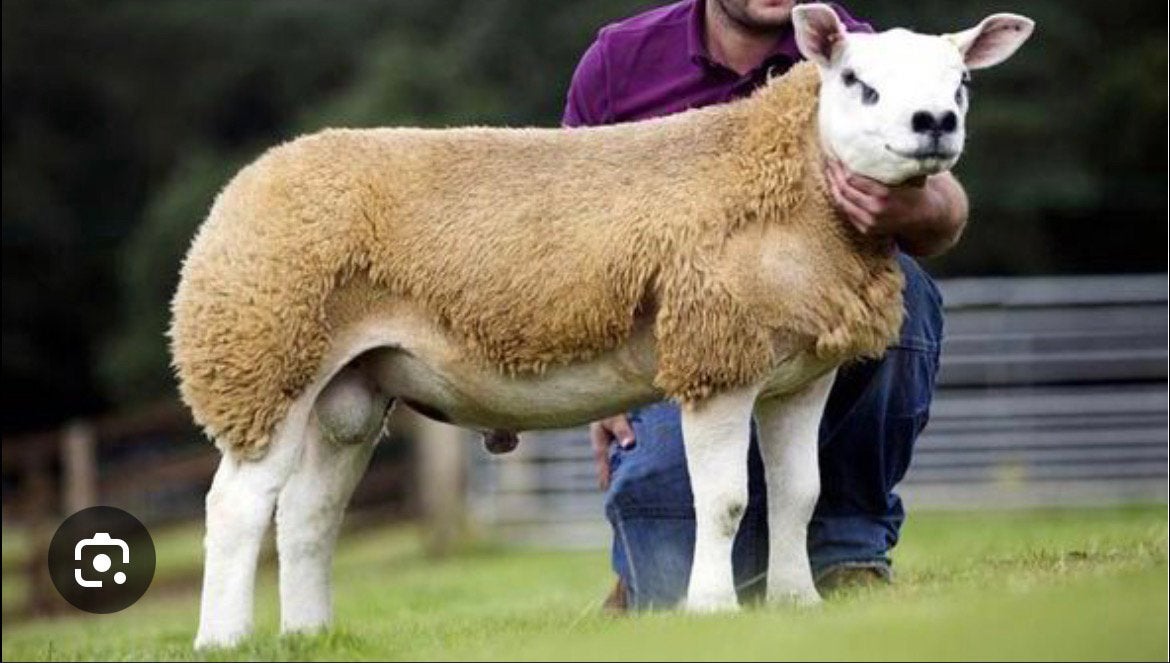 Gezocht engelse Texel ram, Animaux & Accessoires, Moutons, Chèvres & Cochons