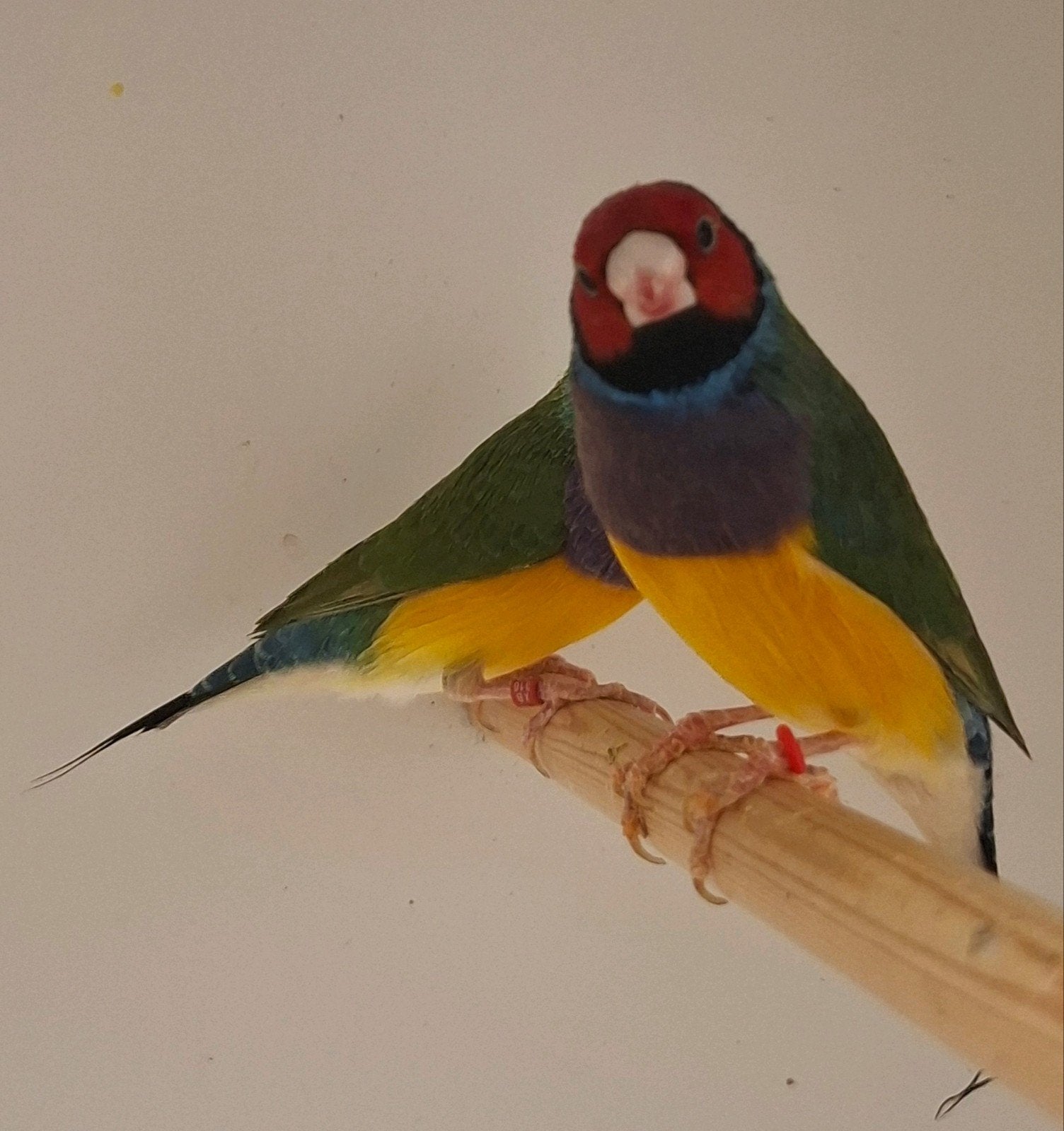 Gouldamadine, Animaux & Accessoires, Mâle, Oiseau tropical, Bagué