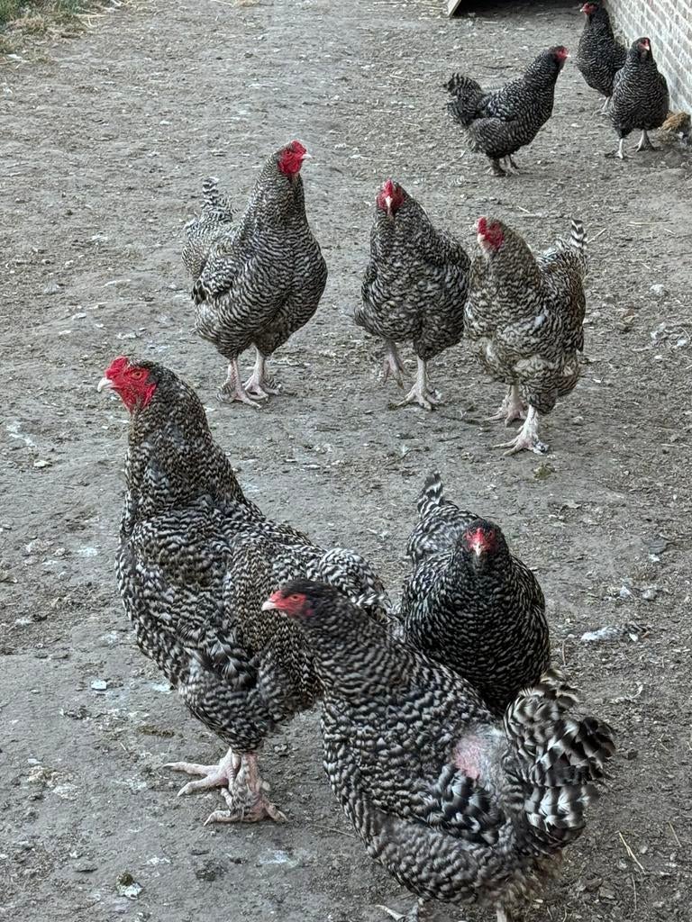 Mechelse koekoek kalkoenkop, Animaux & Accessoires, Animaux Autre, Avril, Plusieurs animaux