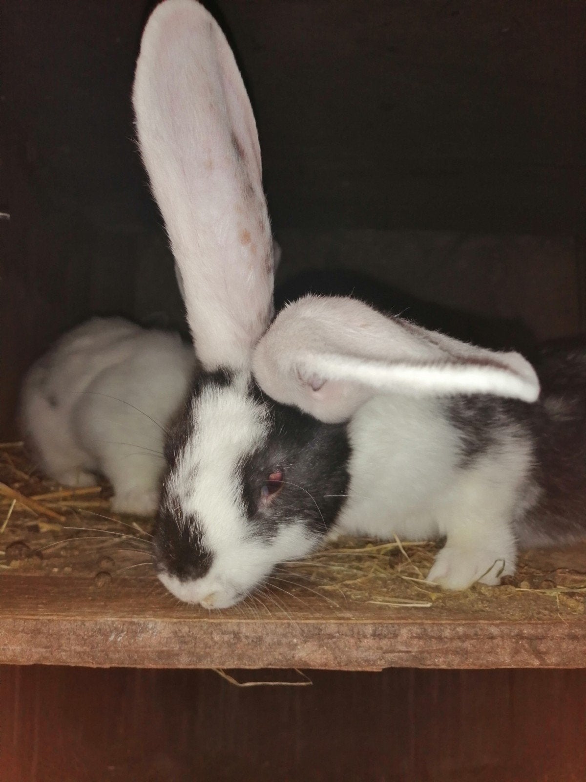 Jonge Duitse reuzen, Dieren en Toebehoren