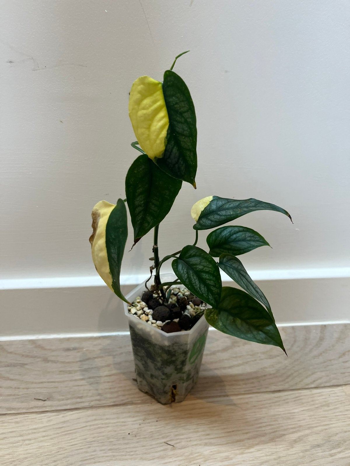 Monstera Siltepecana Aurea Variegata, Huis en Inrichting, Kamerplanten, Ophalen of Verzenden