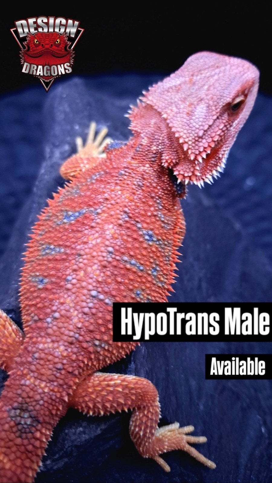 Red HypoTrans G-Stripe Blue Bar Coral Baardagaam man (Uniek), Animaux & Accessoires, Reptiles & Amphibiens, Lézard, 0 à 2 ans