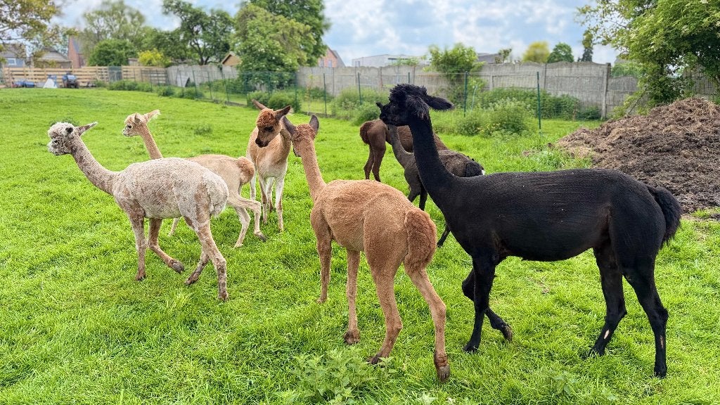 Alpaca  met stamboom, Dieren en Toebehoren, Overige Dieren, Mei