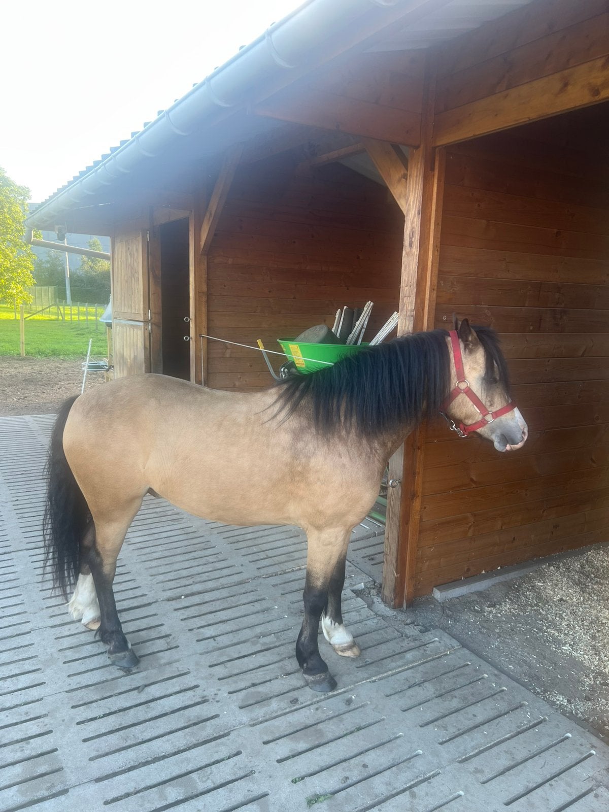 Welsh Pony, Animaux & Accessoires, Poney B (1.17 m à 1.27 m), Hongre, Poney de récréation, Ne s'applique pas