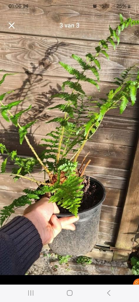 Minnetjesvaren. Varen, Tuin en Terras, Planten | Struiken en Hagen, Struik, Minder dan 100 cm, Ophalen