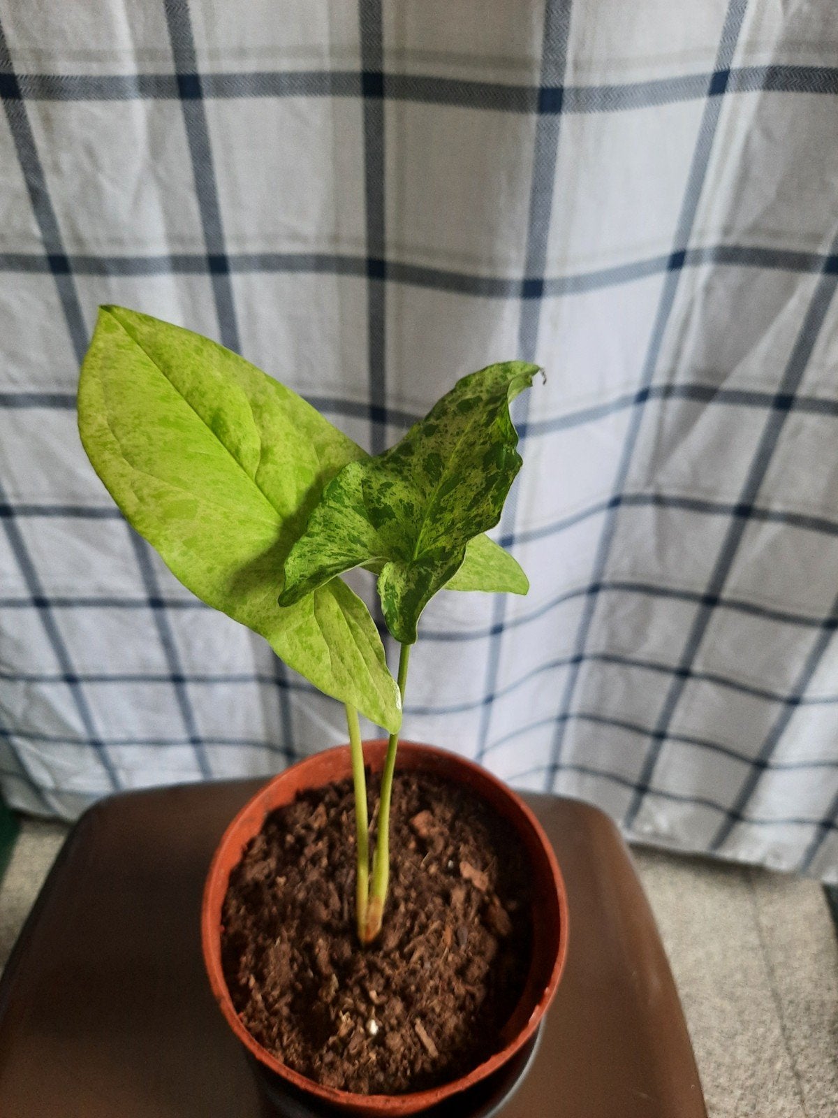 syngonium mojito stekje, Huis en Inrichting, Ophalen, Overige soorten, Halfschaduw, In pot
