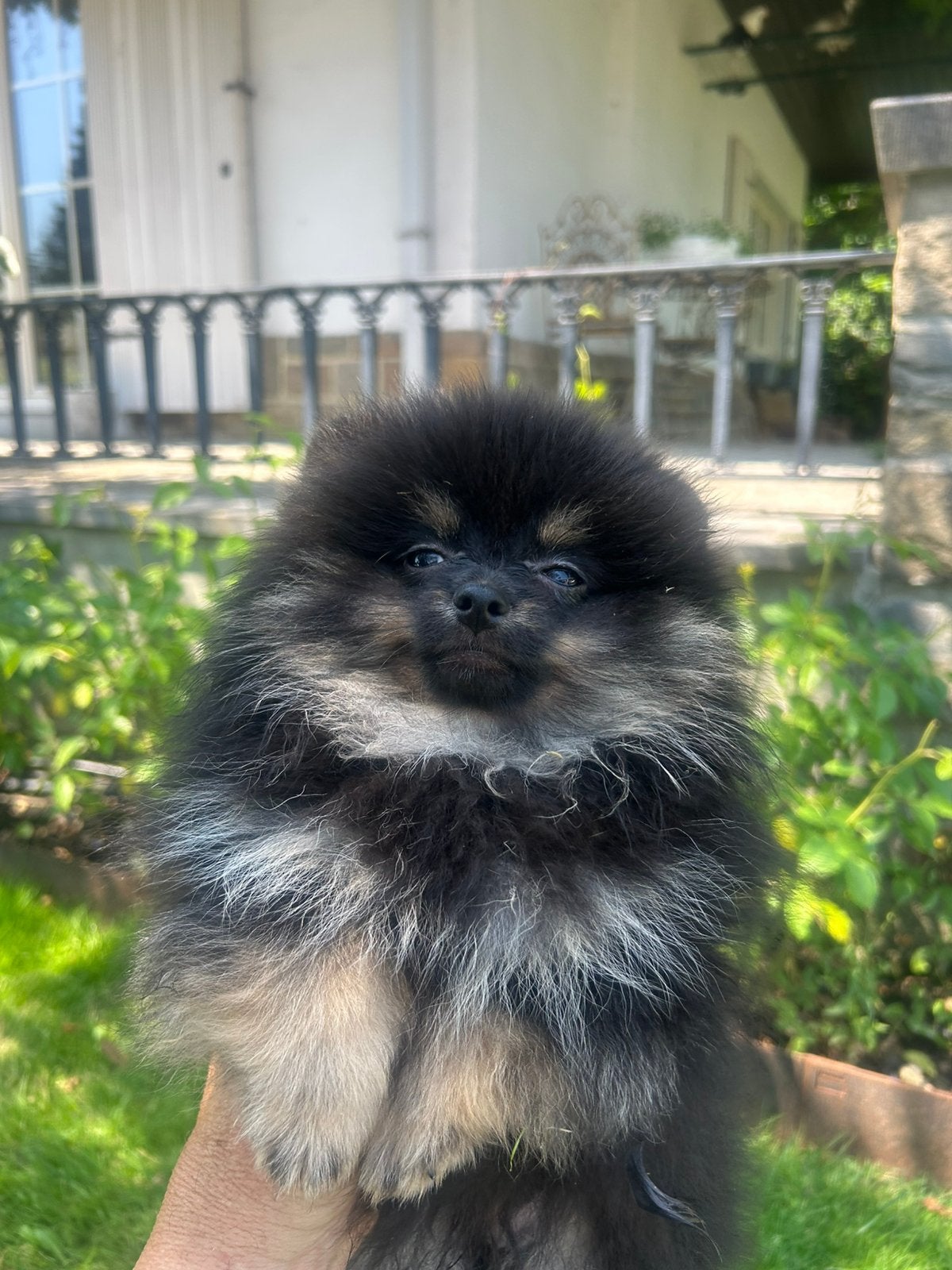 Superbes petits chiots de Poméranie (tête d'ours), Particulier, Loulou, 8 à 15 semaines, Plusieurs