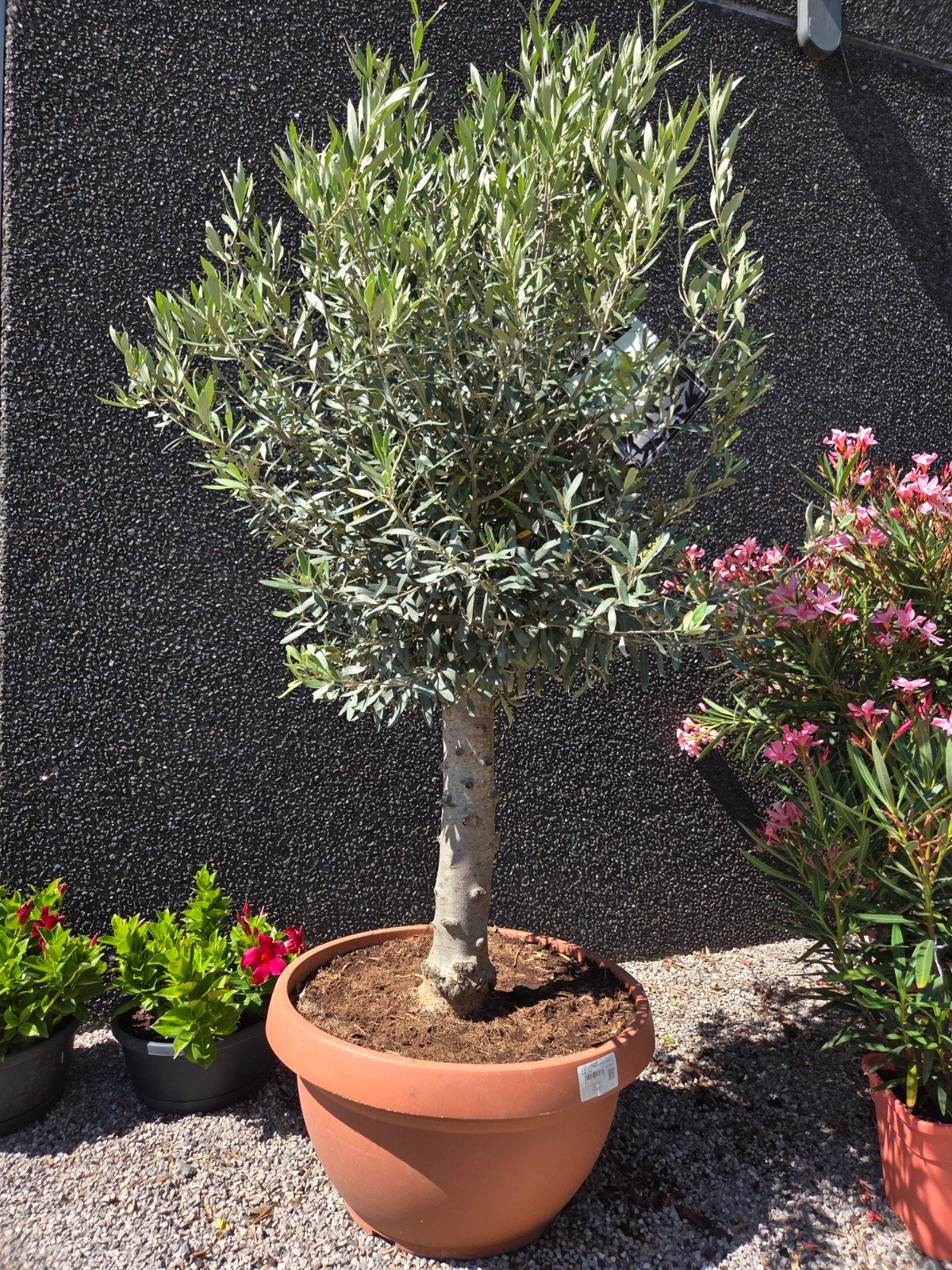 Olijfboom Olea Europaea in schaal, Tuin en Terras, Planten | Bomen, Ophalen, Olijfboom