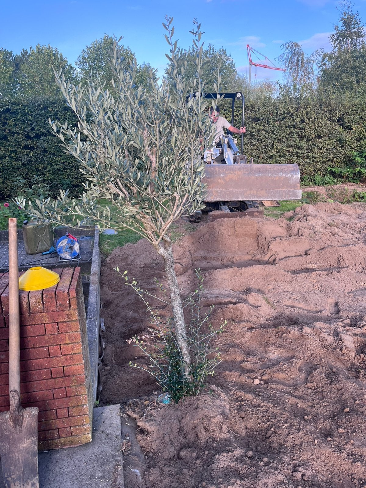 Olijfboom, Tuin en Terras, Ophalen, Olijfboom