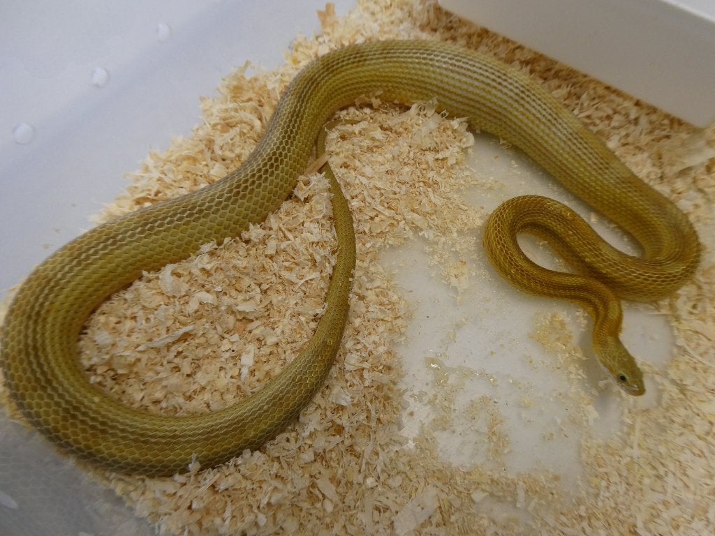 Panthèrophis guttatus, Serpent, 3 à 6 ans