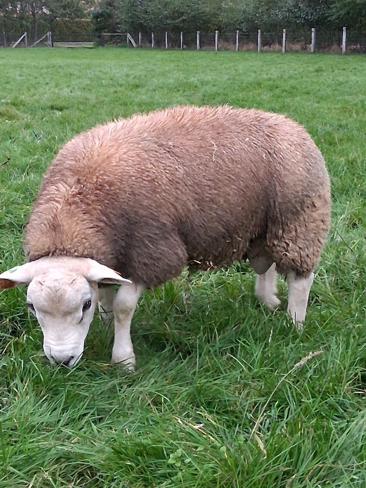 Texel ram, Dieren en Toebehoren, Mannelijk, Schaap, 0 tot 2 jaar