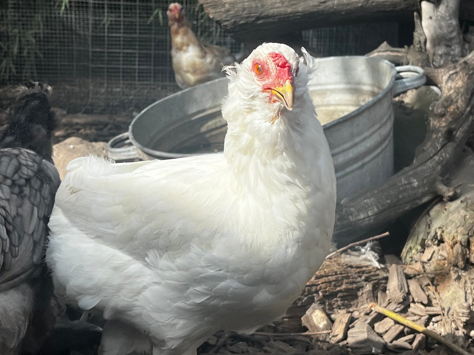 Groenleggers blauw leggers hennen araucana