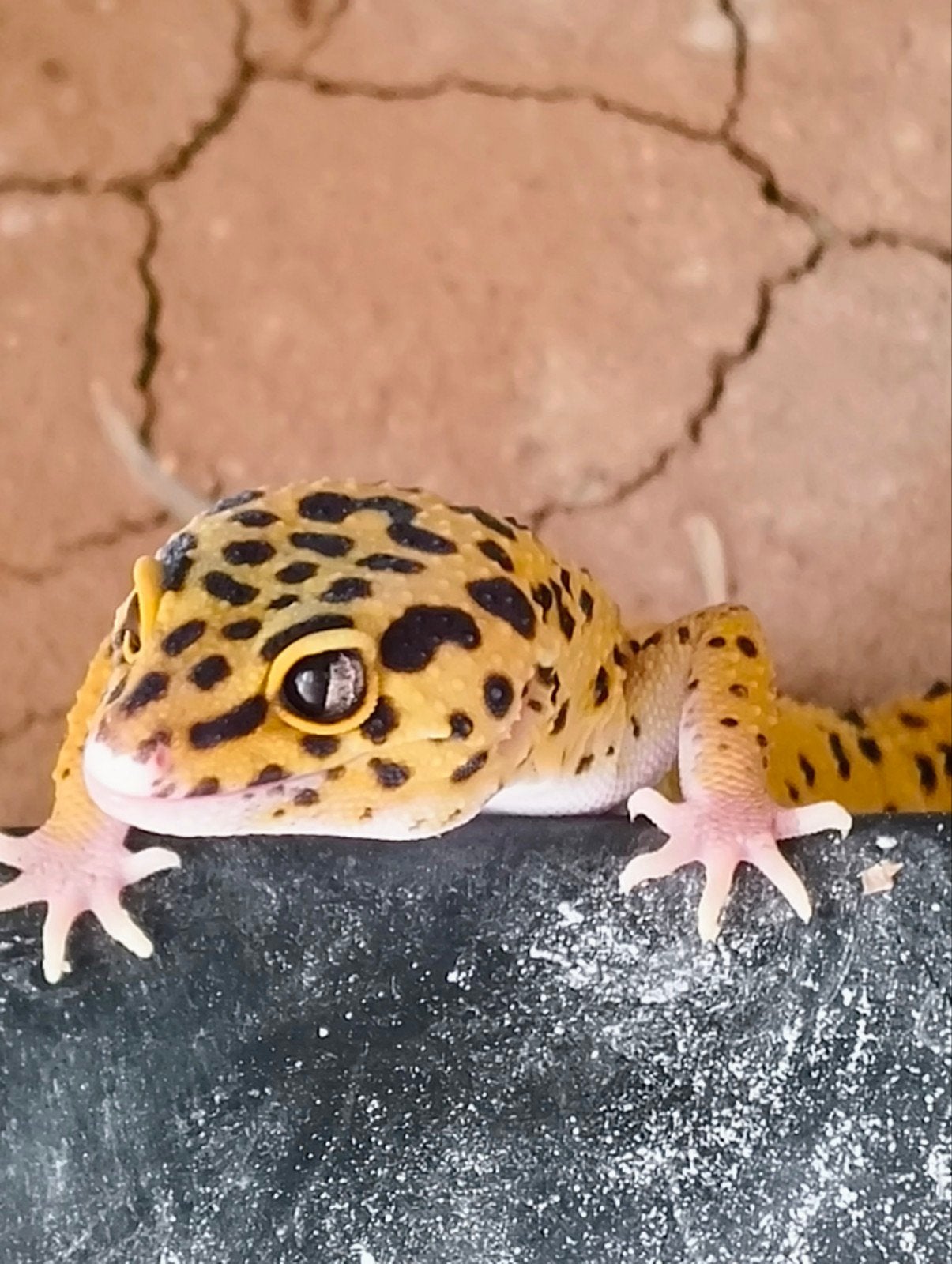 Gratuit gecko léopard female 2ans, Animaux & Accessoires