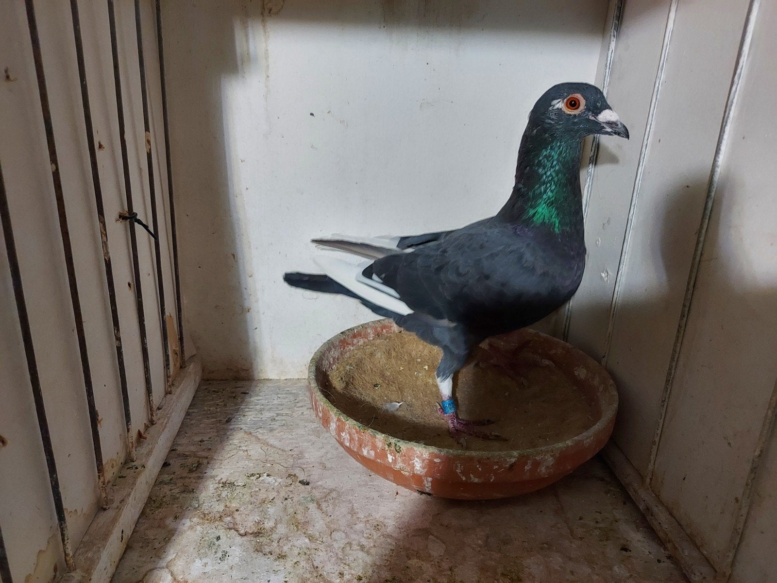 zwart witpen duiver 2026, Dieren en Toebehoren, Mannelijk, Postduif