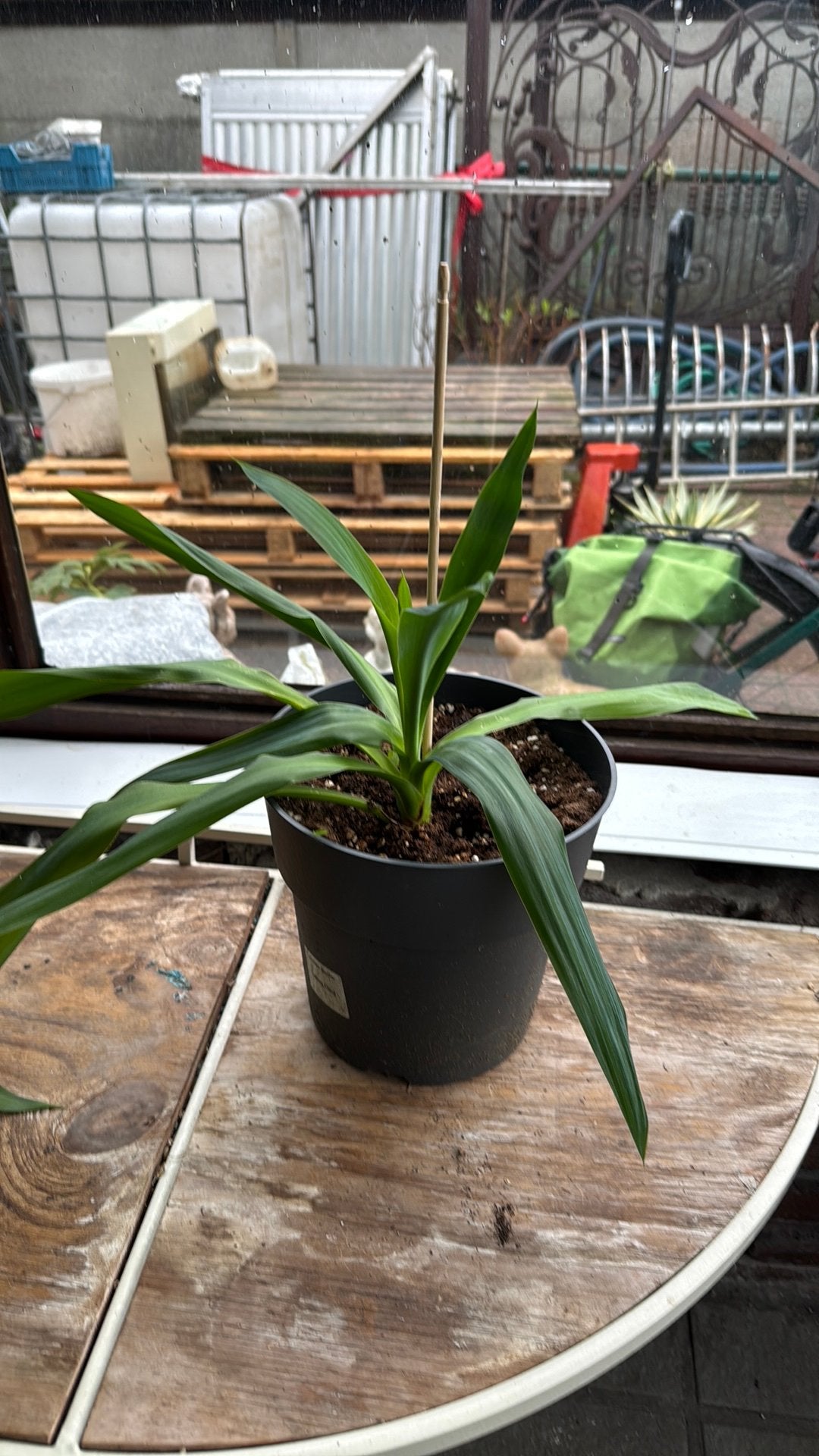 Yucca, Huis en Inrichting, Kamerplanten, Ophalen, Yucca