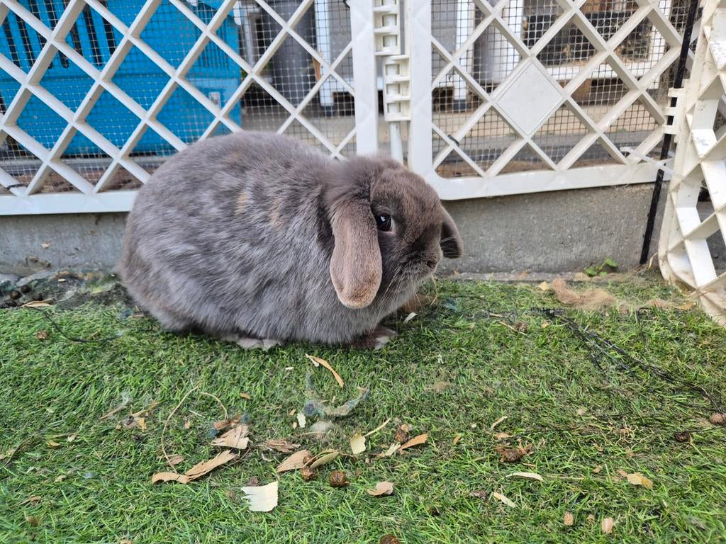 Super lief Feh minilop voedstertje, Animaux & Accessoires, Lapins, Femelle, Nain, Oreilles tombantes, 0 à 2 ans