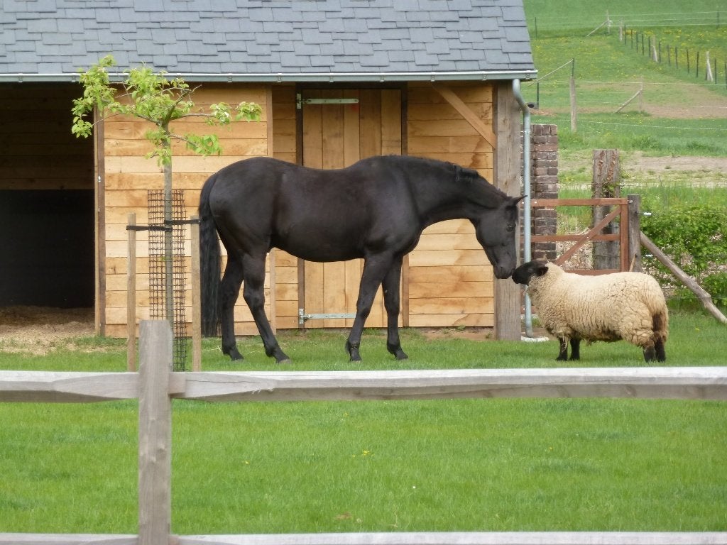 gezocht 2 ooien suffolk, Vrouwelijk, Schaap, 0 tot 2 jaar