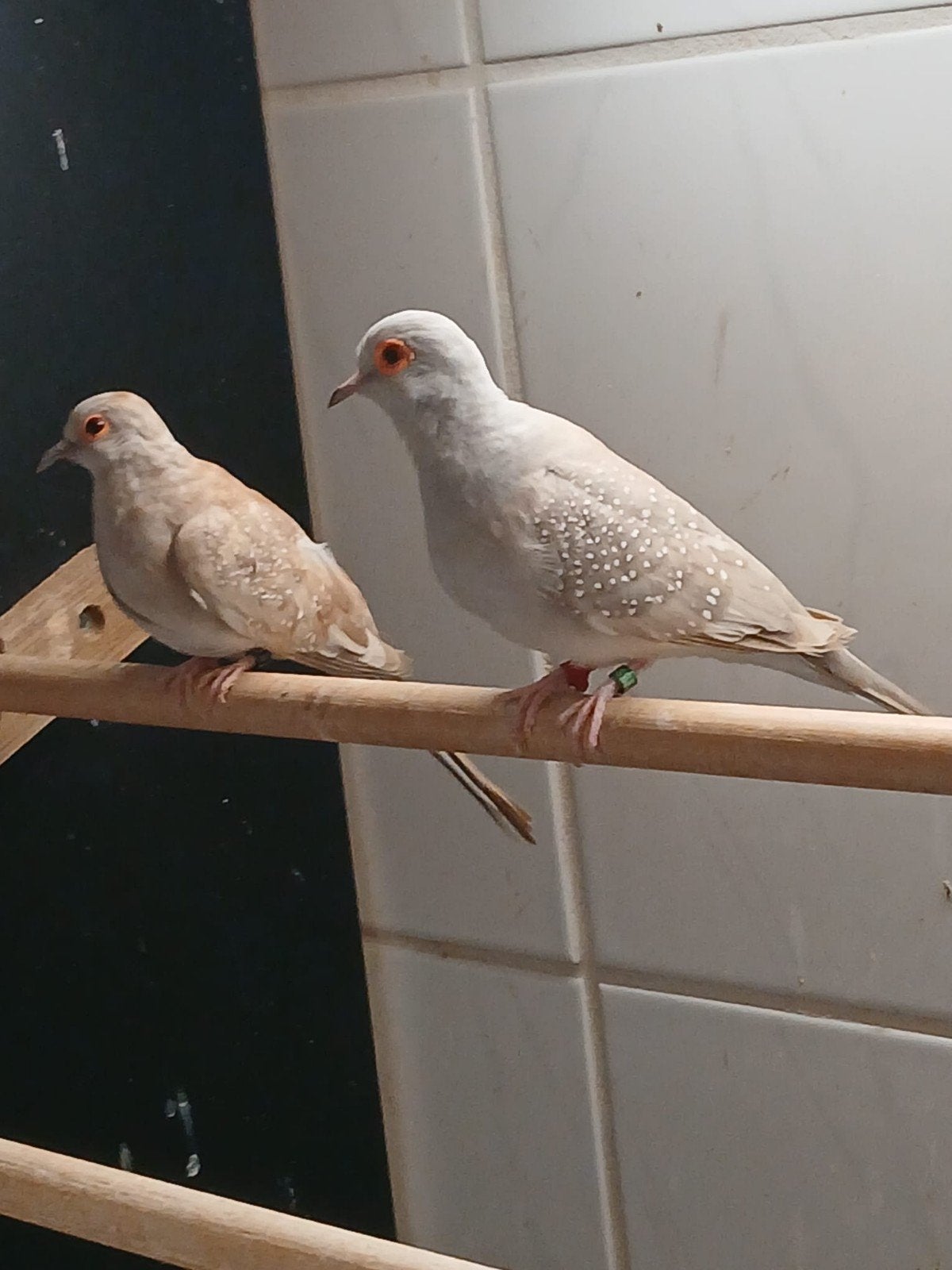 1-1 diamantduifjes, Dieren en Toebehoren, Meerdere dieren, Tropenvogel, Geringd
