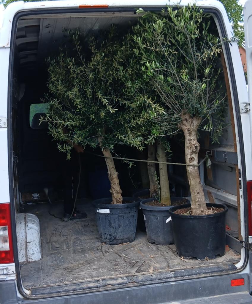 ‼️olijfbomen olea europaea aan onklopbare prijzen ‼️, Tuin en Terras, Ophalen