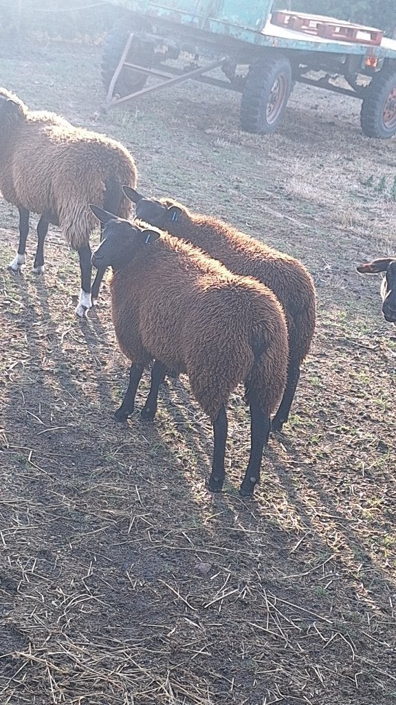 2 mooie zwarte ooien, Dieren en Toebehoren, Vrouwelijk, Schaap, 0 tot 2 jaar