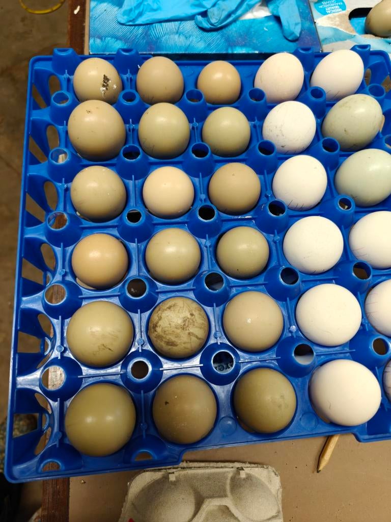 Broedeieren opaal/zilverkleurige bosfazant, Dieren en Toebehoren, Ophalen