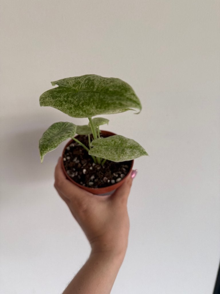 Alocasia Longiloba Mottled, Autres espèces, Enlèvement ou Envoi, Moins de 100 cm, Plante verte