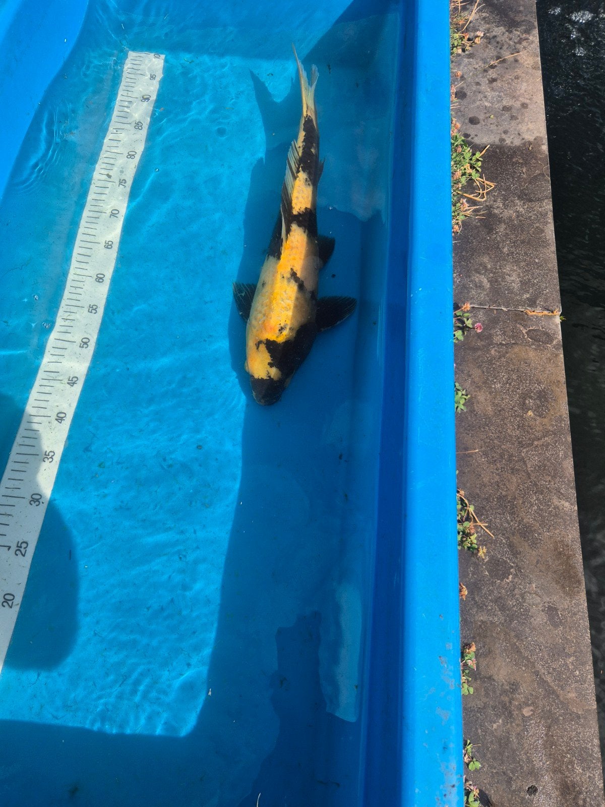 Japanse koi Utsuru 50cm 2 stuks voor 150 euro, Dieren en Toebehoren, Vissen | Vijvervissen