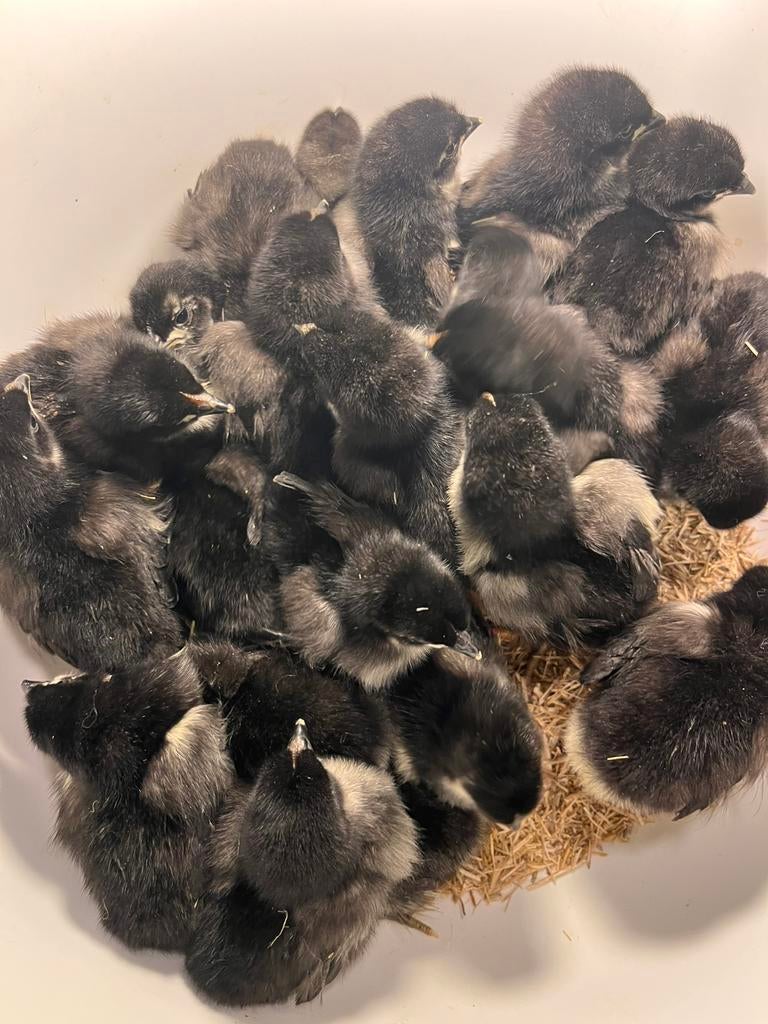 Poussins de plusieurs sortes, Dieren en Toebehoren, Pluimvee, Meerdere dieren, Kip