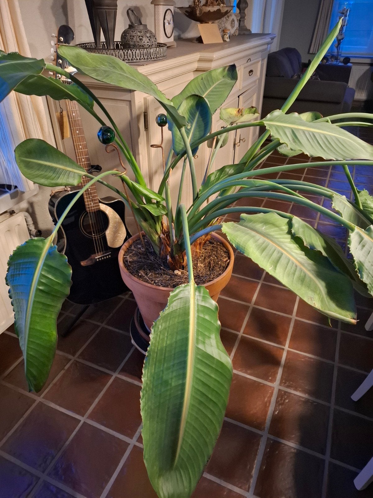 Paradijsvogelplant, Huis en Inrichting, Kamerplanten, Ophalen, 100 tot 150 cm, Overige soorten, In pot