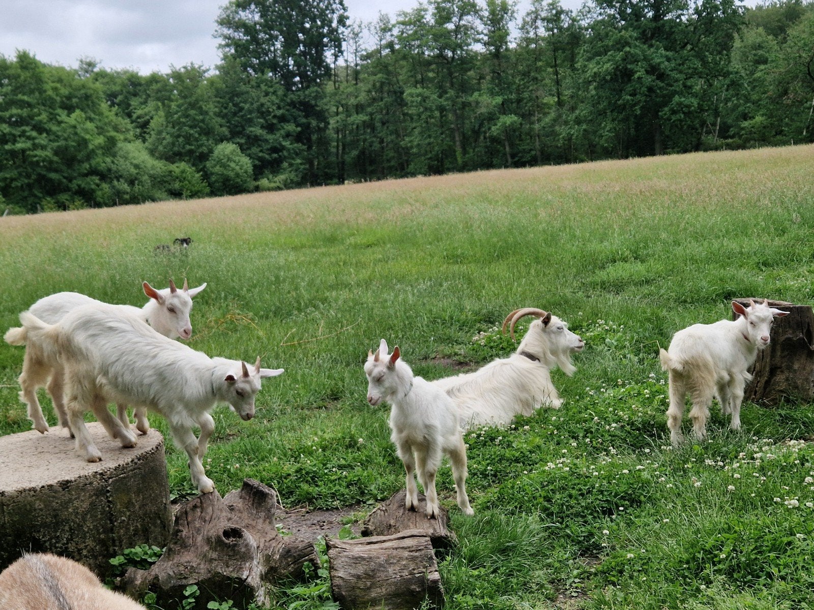Jeunes chèvres de Campine., Mâle, Chèvre, 0 à 2 ans