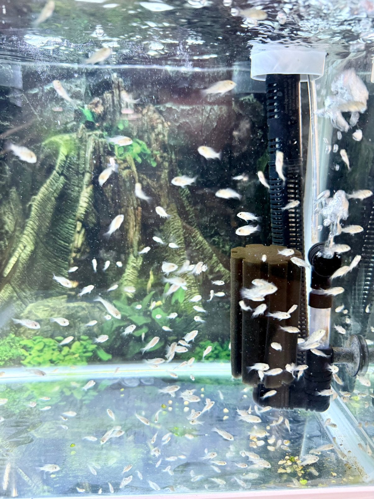 Bebe geophagus brésilienne albinos/or bleu