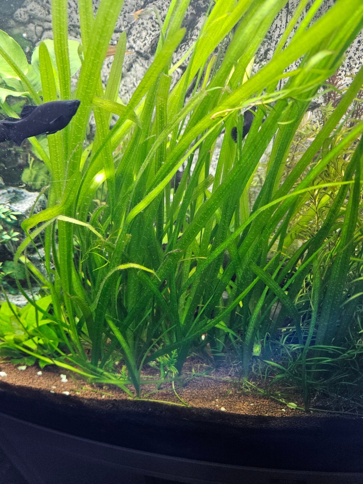 vallisneria, Dieren en Toebehoren, Ophalen