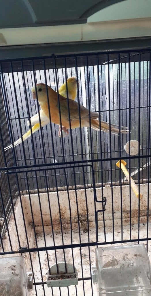 vogels, Perruche, Bagué