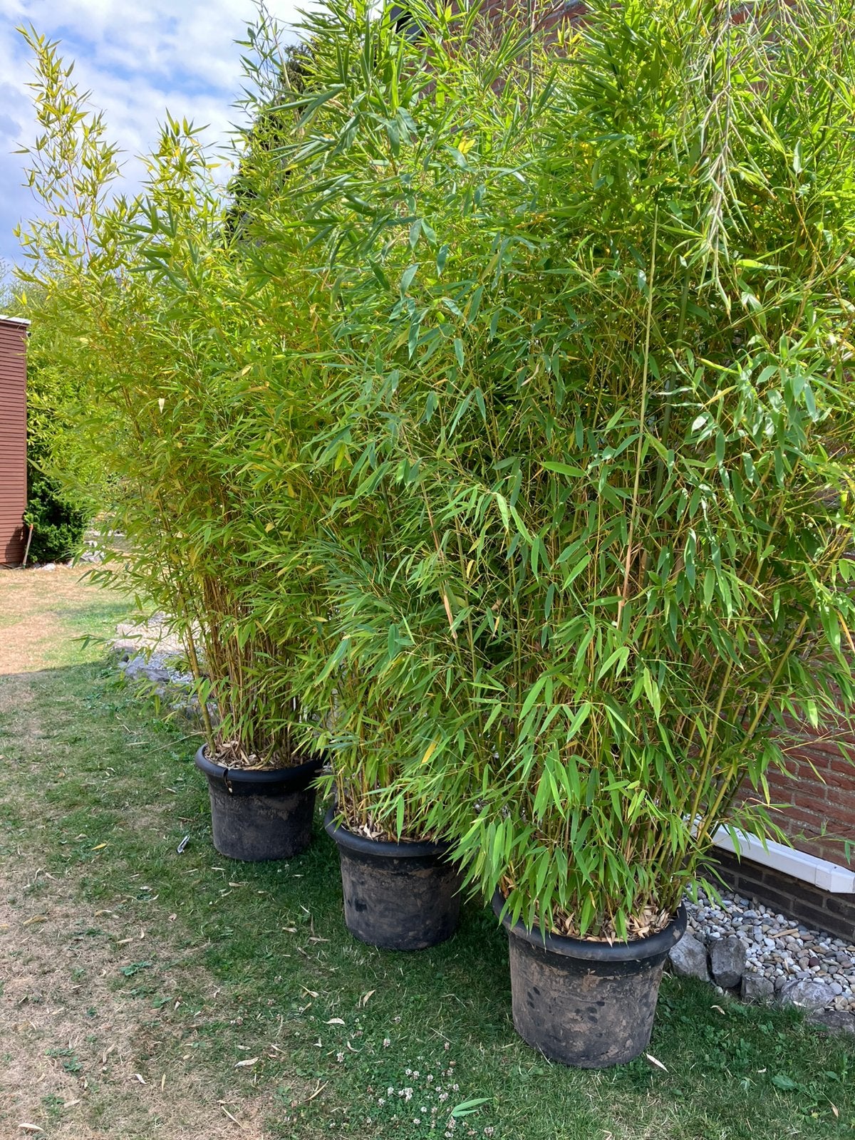 Bamboeplanten, Enlèvement, Bambou