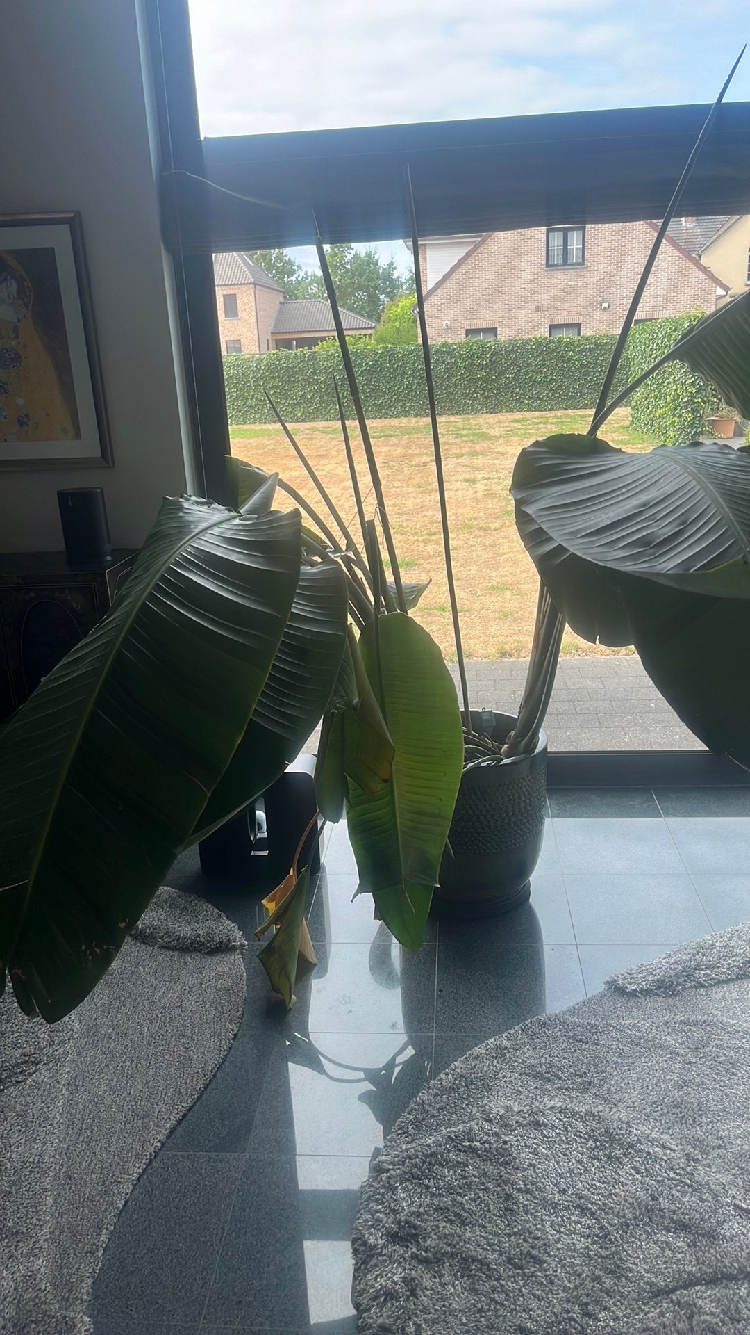 Grote Strelitzia Nicolai (2,5m) inclusief sierpot, Huis en Inrichting, Kamerplanten, Ophalen