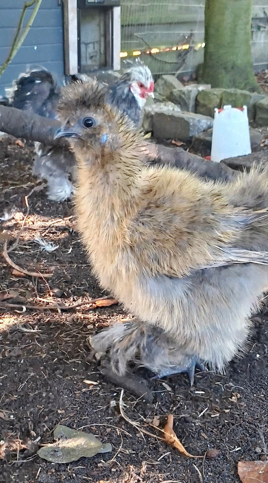 raszuivere zijdehoen hen, Dieren en Toebehoren, Vrouwelijk, Kip