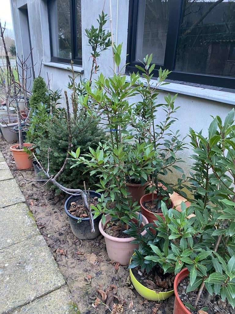 Laurier planten, Ophalen