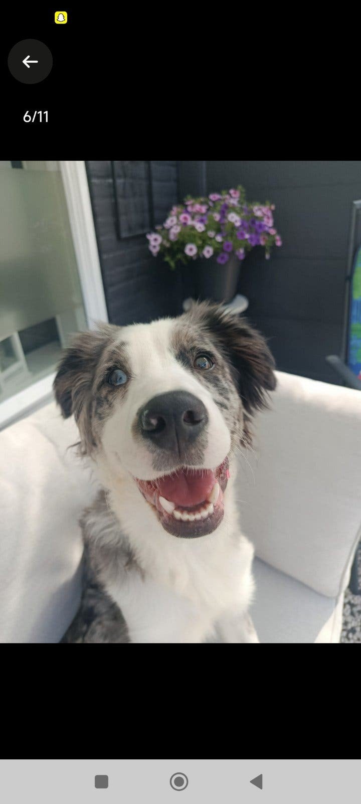 Hond Bowy, Enlèvement ou Envoi