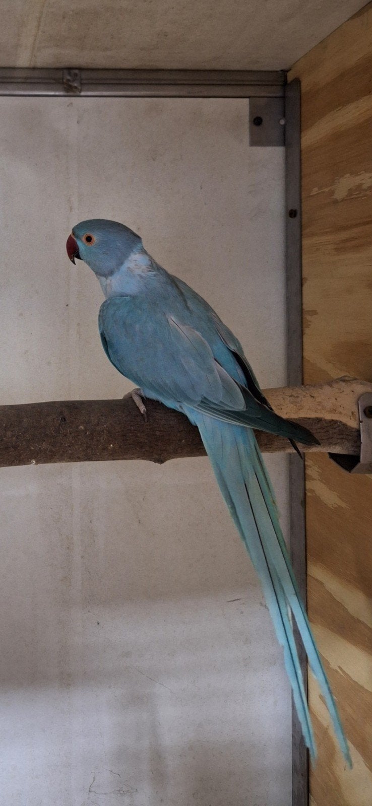kweekrijp pop 2019, Dieren en Toebehoren