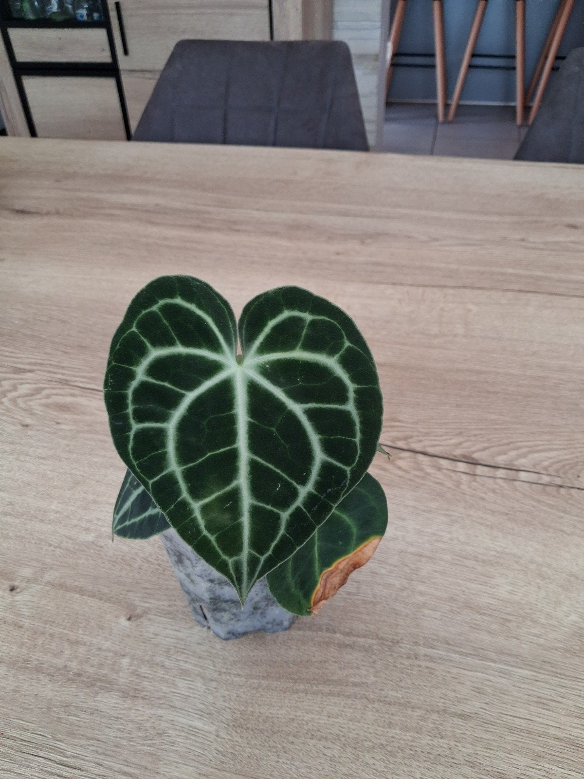 Anthurium Clarinervium, Huis en Inrichting, Kamerplanten, Overige soorten, In pot, Minder dan 100 cm, Groene kamerplant