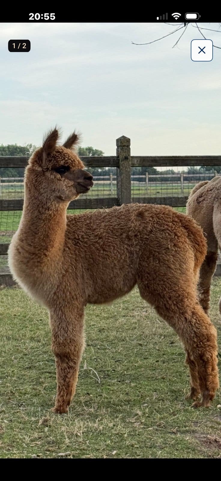 Alpaca, Dieren en Toebehoren, April, Vrouwelijk