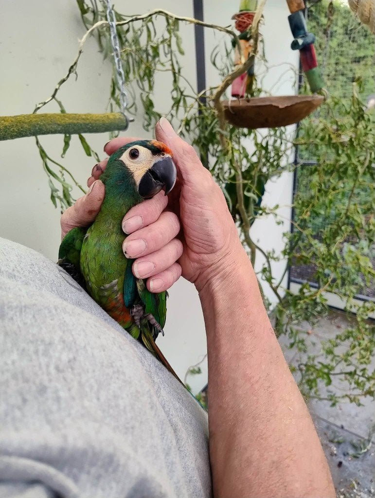 ara maracana, Dieren en Toebehoren, Mannelijk, Papegaai, Geringd