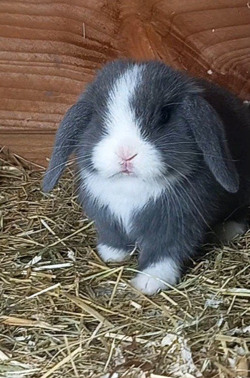 Lapins Minilop, Mâle, Petit, Oreilles tombantes, 0 à 2 ans