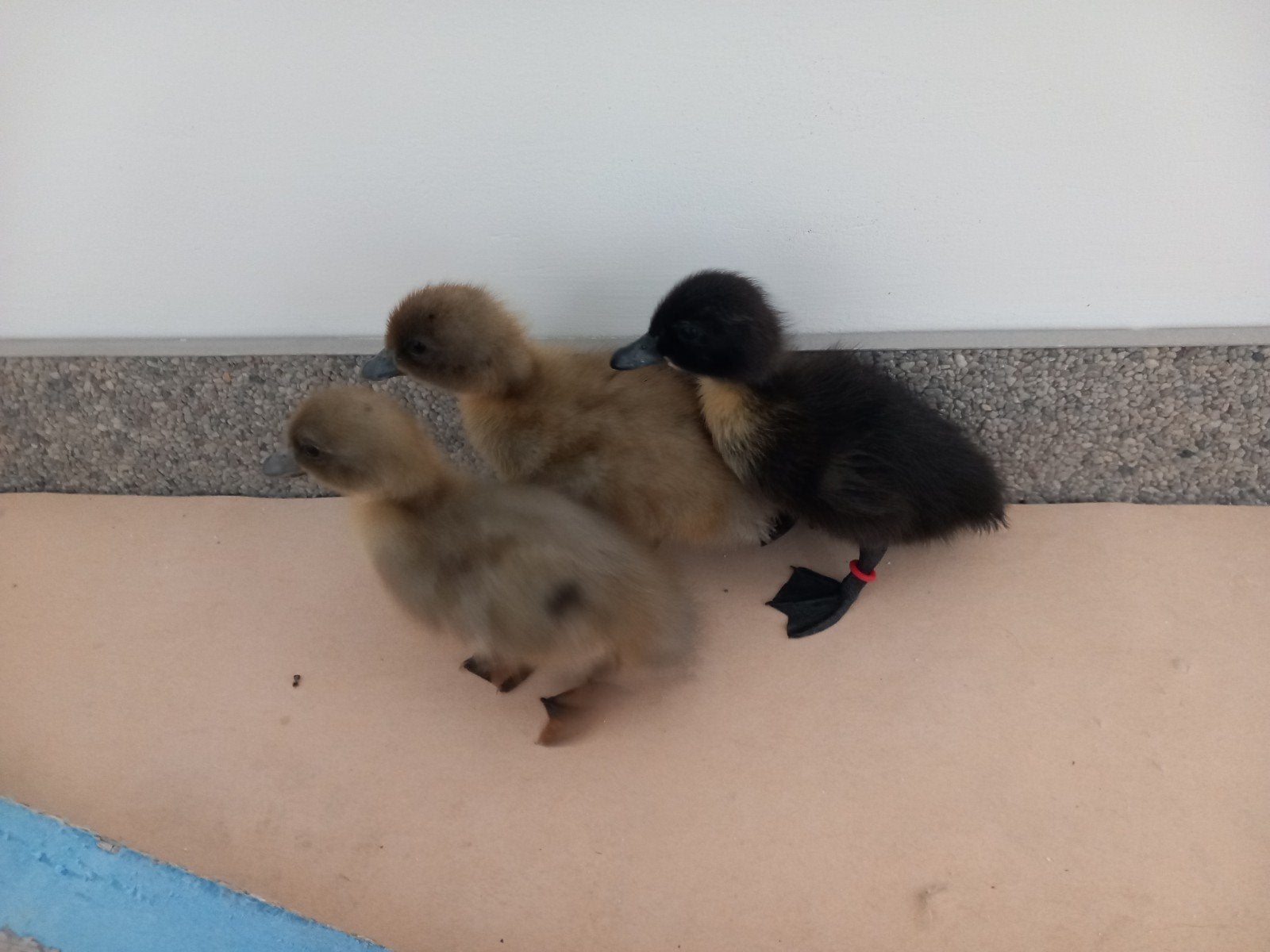 Eendenkuikens, Dieren en Toebehoren