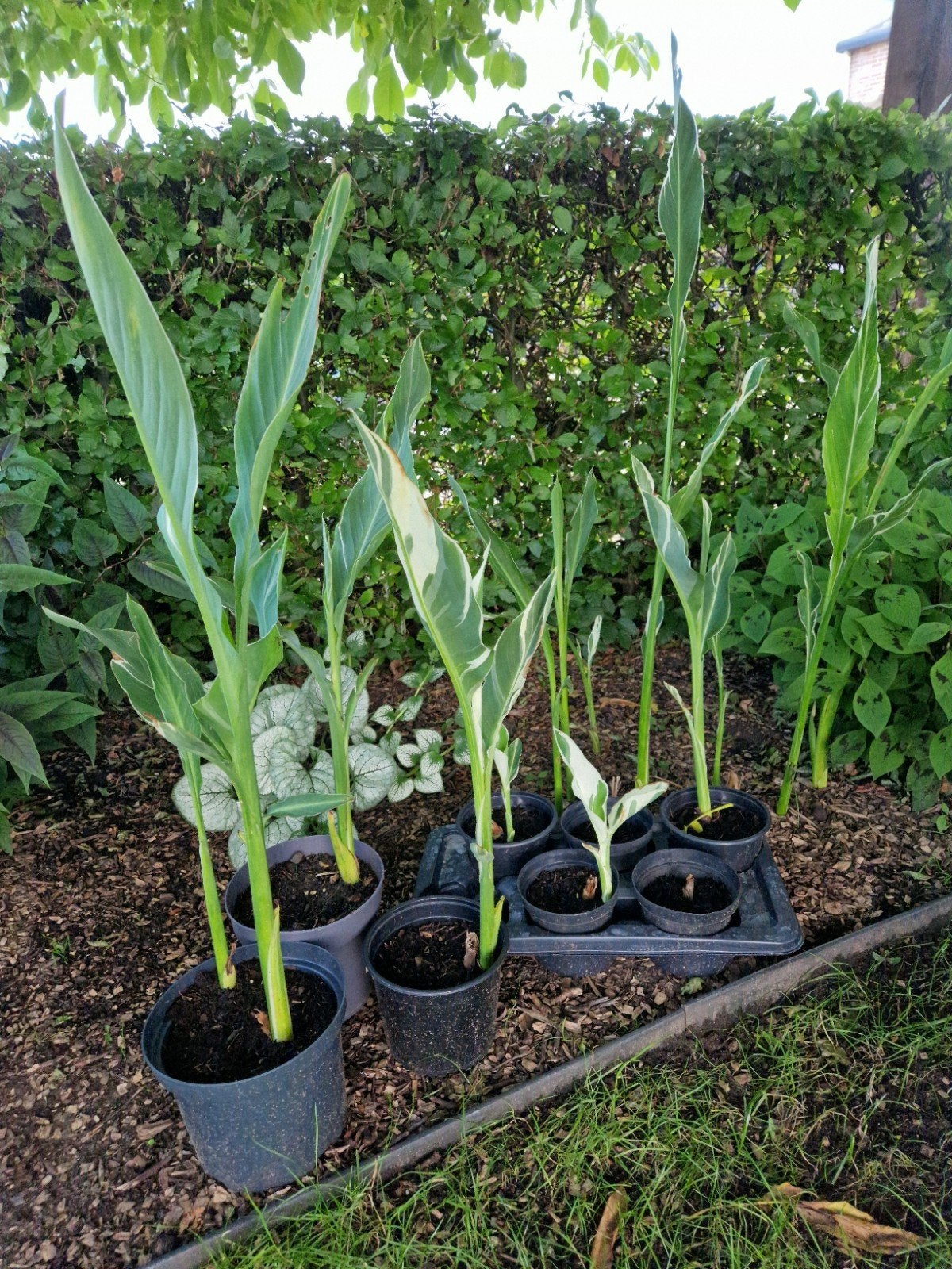 Canna Stuttgart, Vaste plant, Halfschaduw, Zomer, Ophalen