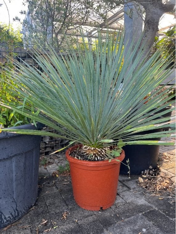 Yucca rostrata - blauwgroene palmlelie, Bloeit niet, Ophalen of Verzenden, Minder dan 100 cm, Palmboom