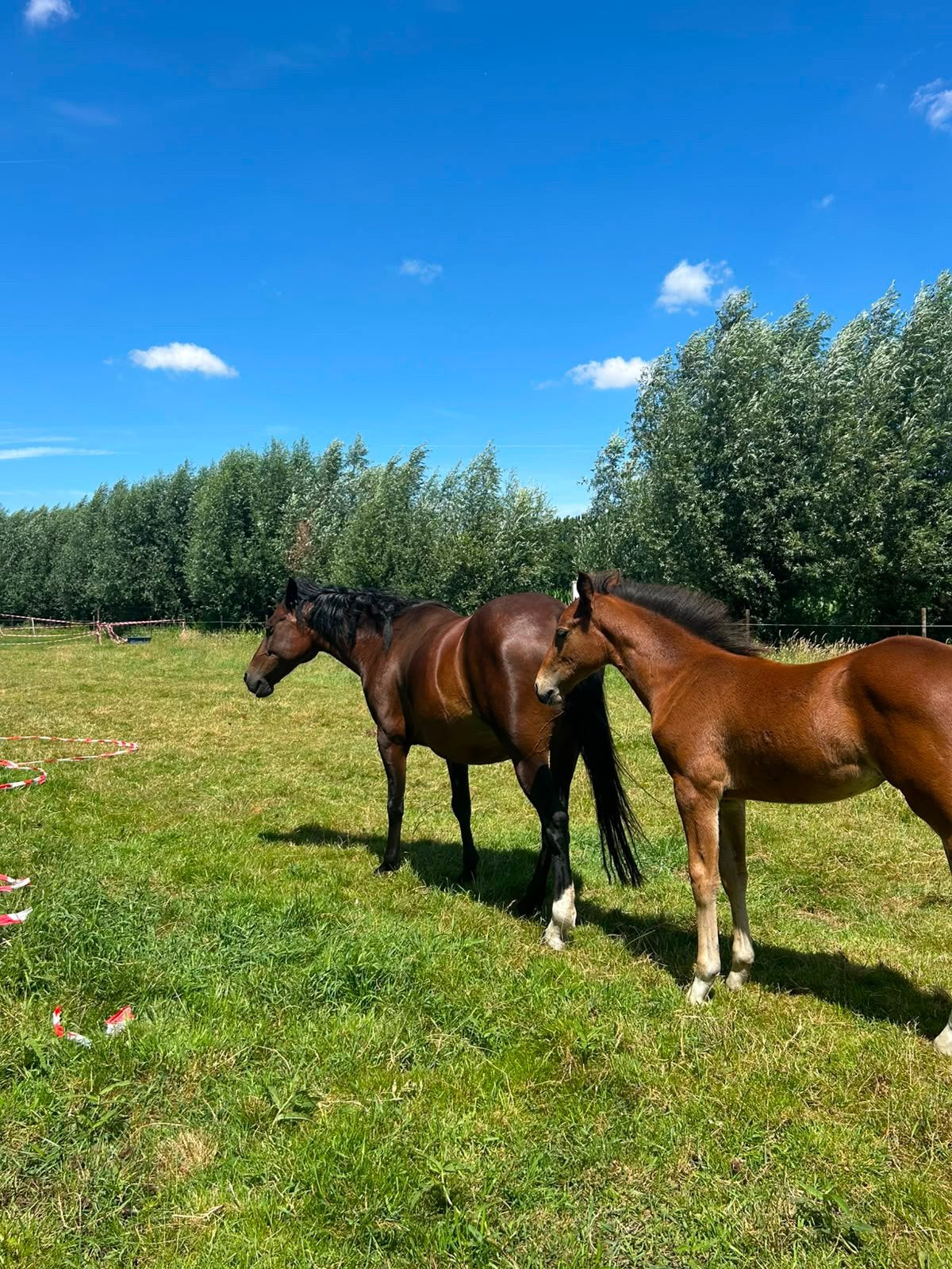 Veulen pony te koop vader senecio z, Niet van toepassing, Springpony, Met stamboom, 0 tot 2 jaar