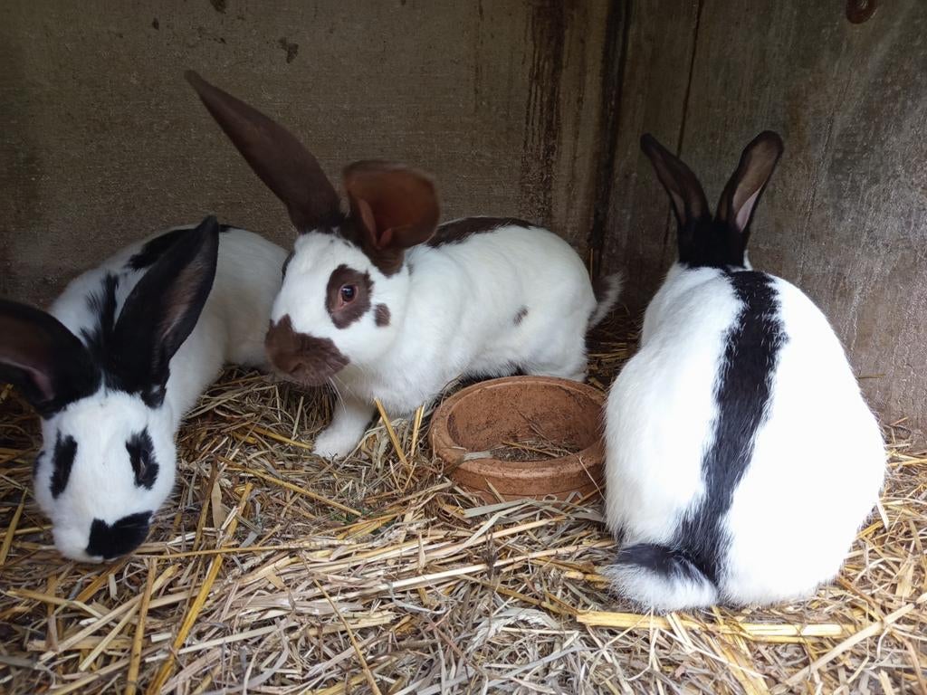 Vlinder konijnen, Dieren en Toebehoren, Konijnen, Meerdere dieren, Middelgroot, 0 tot 2 jaar