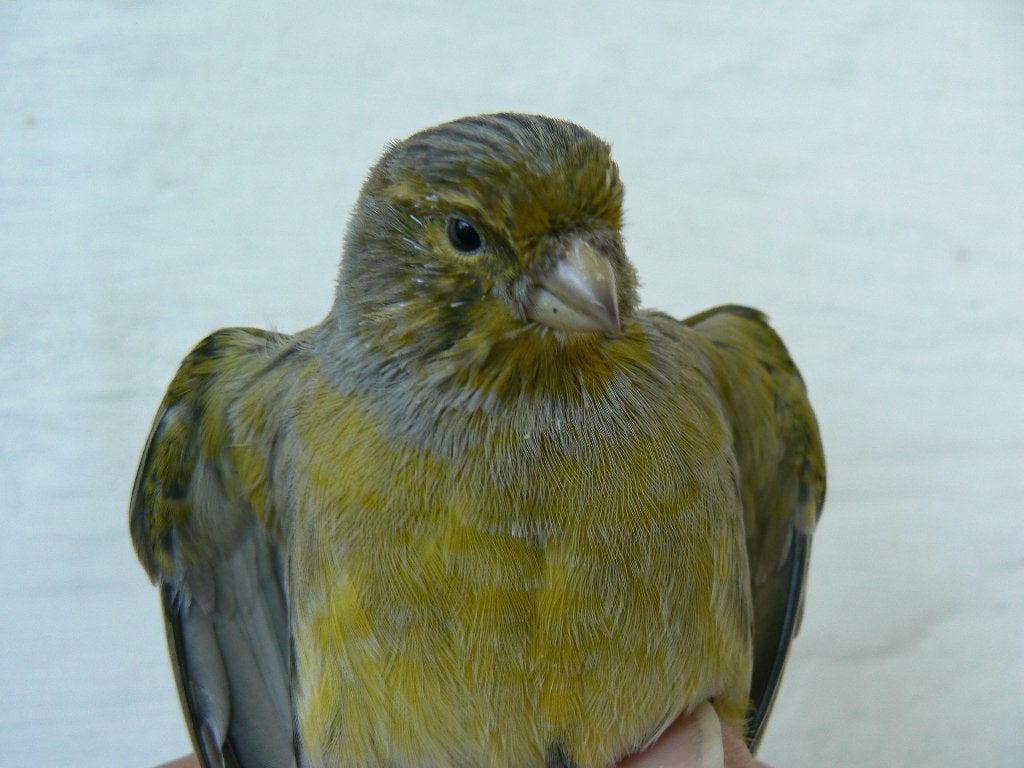 kanarie, Dieren en Toebehoren, Mannelijk, Zangkanarie